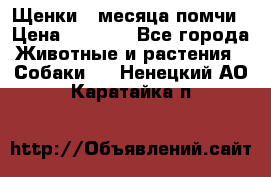 Щенки 4 месяца-помчи › Цена ­ 5 000 - Все города Животные и растения » Собаки   . Ненецкий АО,Каратайка п.